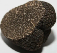 Mycelium of Black Truffle från Périgord Mushroom odlingssats (Tube, 50ml)