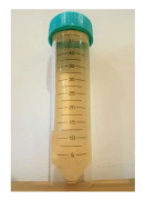 Grå kantarellmycelium - svampodlingssats (rör, 15 ml)