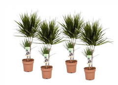Banddracena - Set om 4 - Dracaena marginata - Höjd 70-80cm - ⌀17cm