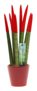 Cylindrisk svärmorstunga - Sansevieria cylindrica - Höjd 20-40cm - ⌀9cm