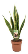 Svärmorstunga - Sansevieria trifasciata Laurentii - Höjd 60-70cm - ⌀17cm