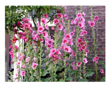 35 stockrosfrön - prydnadsträdgårdsblommor - EKOLOGISK metod
