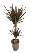 Banddracena - Dracaena marginata 'Magenta' - Höjd 70-80cm - ⌀17cm
