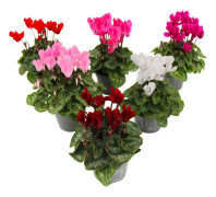 Persiskt cyklamen - Set om 6 - Cyclamen persicum - Höjd 10-20cm - ⌀9cm