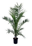 Kanariepalm - Phoenix canariensis - Höjd 80-100cm - ⌀19cm