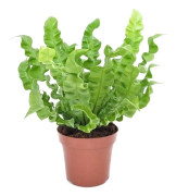 Fågelbobräken - Asplenium nidus 'Crispy Wave' - Höjd 25-40cm - ⌀12cm
