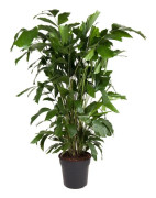 Tuvad fiskstjärtspalm - Caryota mitis - Höjd 120-130cm - ⌀27cm