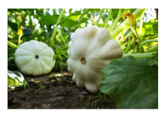 15 White Patisson Seeds - grönsakssquash grönsaker trädgård ekologisk metod