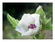 150 Marshmallow Officinale Seeds - medicinalväxtblommor ORGANISK metod
