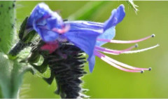 60 vanliga Bugloss frön - blommor Honung växt trädgård organisk metod