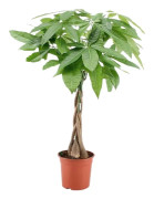 Strandkastanj - Pachira aquatica - Höjd 60-70cm - ⌀17cm