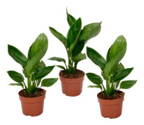 Papegojblomma - Set om 3 - Strelitzia reginea - Höjd 25-40cm - ⌀9cm
