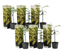 Mimosaträd - Set om 6 - Mimosa dealbata - Höjd 25-40cm - ⌀9cm