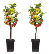 Äppelträd - Set om 2 - Malus - Höjd 60-70cm - ⌀17cm