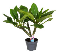 Hawaiiansk frangipani - Plumeria rubra - Höjd 45-55cm - ⌀17cm