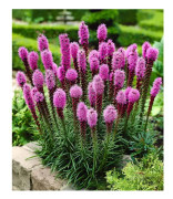 50 Kansas fjäderfrön - Liatris Spicata - Lila rosa - ORGANISK metod