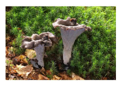 Trumpet of Death Mycelium Svampodlingssats (rör, 50 ml)