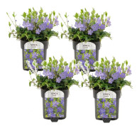 Vinca Minor - Set om 4 - Vintergröna - Trädgårdsväxt - ⌀17cm - Höjd 25-40cm