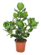 Narrfikus - Clusia rosea 'Princess' - Höjd 50-60cm - ⌀17cm