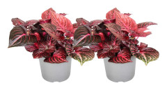 Höblomster - Set om 2 - Iresine herbstii - Höjd 20-30cm - ⌀13cm