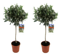 Olivträd - Set om 2 - Olea europaea - Höjd 90-100cm - ⌀21cm