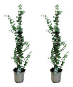 Eukalyptus - Set om 2 - Eucalyptus 'Silver Dollar' - Höjd 90-110cm - ⌀19cm