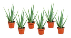 Aloe vera - Set om 6 - Aloe barbadensis - Höjd 25-40cm - ⌀10,5cm