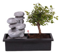 Bonsaiträd - Bonsai - Höjd 25-35cm - ⌀29cm