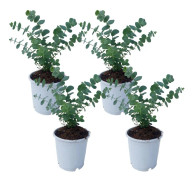 Eukalyptus - Set om 4 - Eucalyptus 'Pulverulenta' - Höjd 25-40cm - ⌀12cm