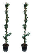 Jasmin - Set om 2 - Trachelospermum jasminoides - Höjd 110-120cm - ⌀17cm