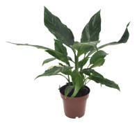 Fredskalla - Spathiphyllum 'Diamond' - Höjd 40-50cm - ⌀12cm