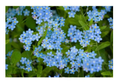 500 Royal Blue Myosotis Seeds - blomväxter ekologisk metod
