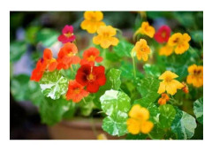 15 Dwarf Nasturtium Seeds - trädgårdsblommor, köksträdgårdsvän - EKOLOGISK metod