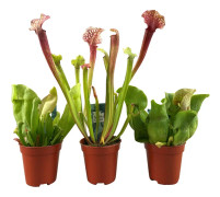 Flugtrumpet - Set om 3 - Sarracenia purpurea - Höjd 10cm - ⌀5,5cm