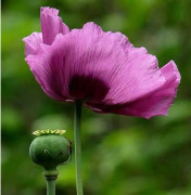 100 sovvallmofrön - Papaver Somniferum - Ekologisk metod