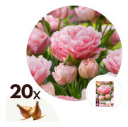 Tulpanlökor 'drömmare' - Set om 20 - Blomlökar
