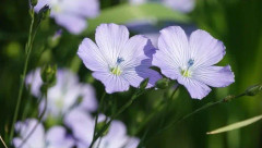 500 Linfrön växter trädgårdar blommor EKOLOGISK metod