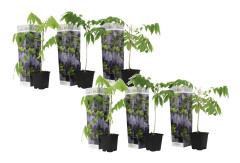 Blåregn - Set om 6 - Wisteria sinensis - Höjd 25-40cm - ⌀9cm