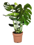 Hålväxt - Monstera deliciosa - Höjd 70-80cm - ⌀21cm