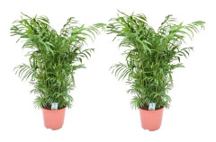 Chamaedorea Elegans - Bergpalm - Set om 2 - Krukväxt - Höjd 80-90cm