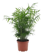 Chamaedorea Elegans - Bergpalm - Krukväxt - Palm - ⌀17cm - Höjd 50-60cm