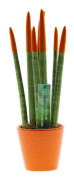 Cylindrisk svärmorstunga - Sansevieria cylindrica - Höjd 20-40cm - ⌀9cm