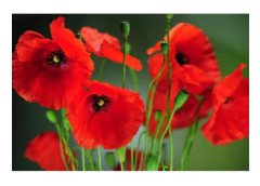 250 vilda vallmofrön - ekologisk blomsterträdgårdsmetod