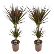 Banddracena - Set om 2 - Dracaena marginata 'Magenta' - Höjd 70-80cm - ⌀17cm