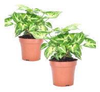 Pilspetsranka - Set om 2 - Syngonium podophyllum 'Pixie' - Höjd 25-40cm - ⌀12cm