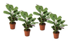 Fiskbensstenante - Set om 4 - Ctenanthe 'burle-marxii' - Höjd 25-40cm - ⌀12cm