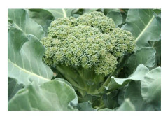 500 Calabrian Green Broccoli Seeds - grönsaksträdgård grönsaksmetod EKOLOGISKT