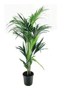 Förmakspalm - Howea forsteriana - Höjd 130-140cm - ⌀21cm