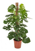 Hålväxt - Monstera deliciosa - Höjd 120-130cm - ⌀24cm