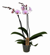 Brudorkidésläktet - Phalaenopsis - Höjd 50-60cm - ⌀12cm